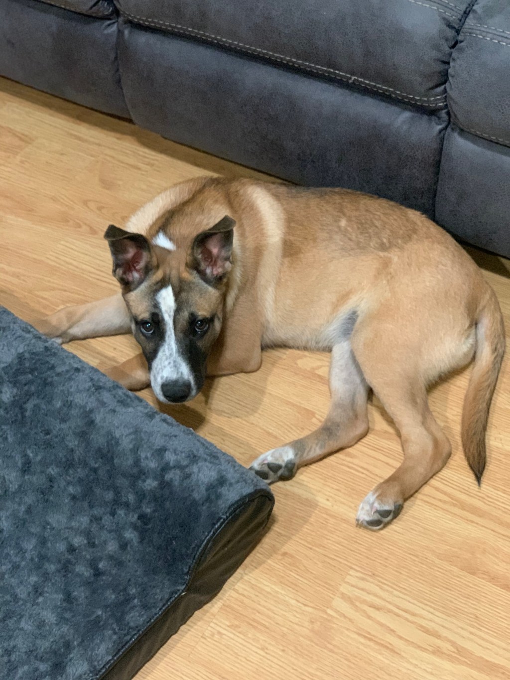 269/365 How is Ginger&nbsp;doing?